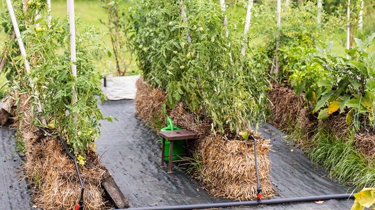 Straw Bale Gardening: A Beginner's Guide