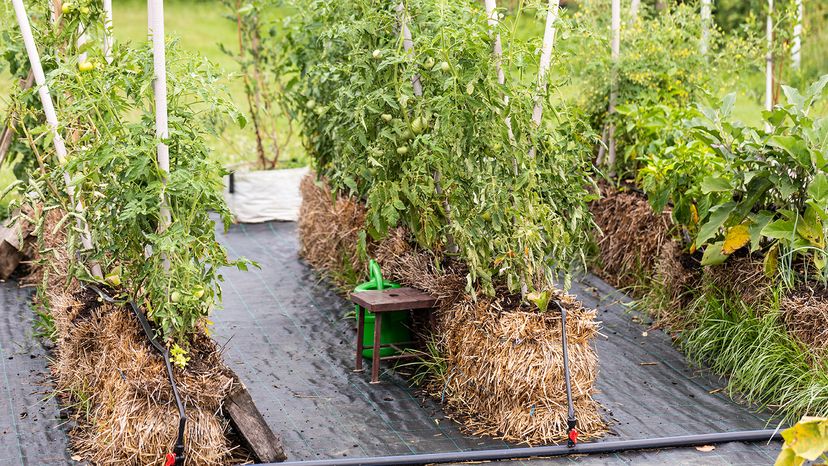 straw bale gardening