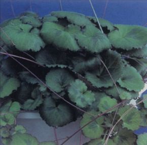 Strawberry begonia has multicolored leaves and, on occasion, produces