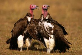 Vultures might not be too pretty to look at, but their skulls are prized by many superstitous folks.