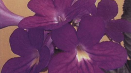 Streptocarpus”width=