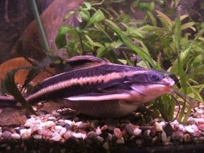 Striped freshwater best sale aquarium fish