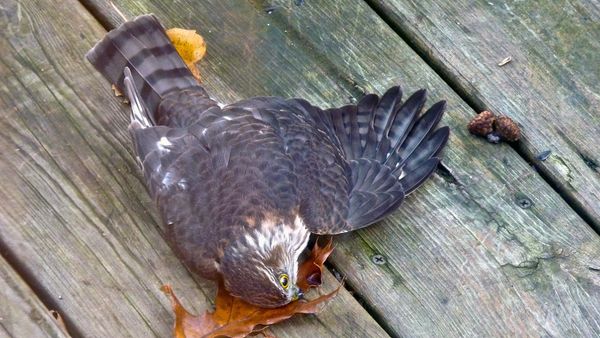 stunned cooper's hawk