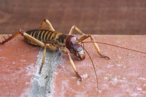 The weta bug is one of the largest insects on Earth.