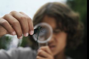 Person looking at a bug through a magnifying glass