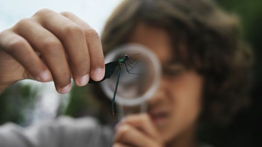 Why do we study bugs?