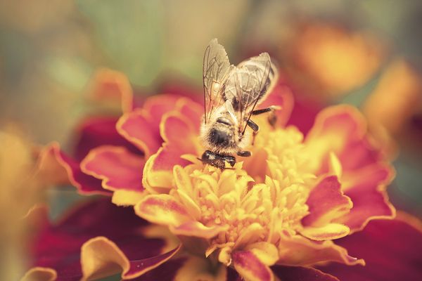 Bee on flower