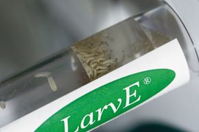 Insect larvae from green bottle flies are suspended in water before being applied to wounds in maggot therapy.