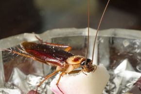 Whatever your reaction to cockroaches, you have to respect their ability to survive.