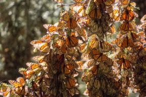 A mass of monarchs on their wintering grounds