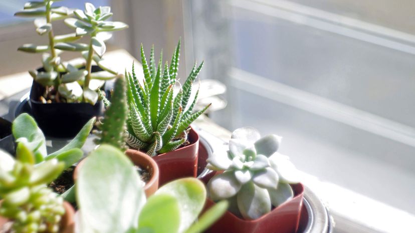 succulents on window sill