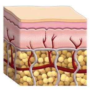 Illustrated cross section of skin.