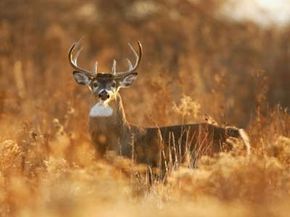 A whitetailed deer buck in golden light.