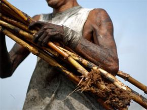 A Guatemalan worker carries sugarcane. Workers earn $1.50 per ton of sugarcane cut during the seven-month harvest.