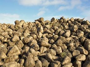 As opposed to the more temperamental sugarcane crop, farmers can grow sugar beets, like these seen here, in a wide variety of locations.