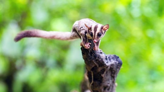 Sugar Gliders Are Nature's Cutest Little Daredevils