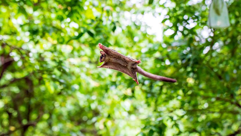 sugar glider