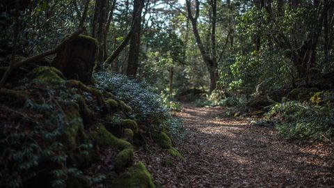 Why is Japan's Aokigahara Forest Called the 'Suicide Forest'? - Vimarsana News