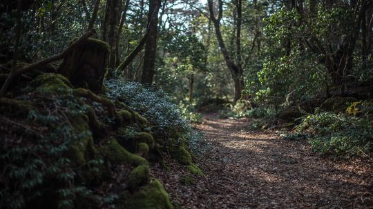 Why is Japan's Aokigahara Forest Called the 'Suicide Forest'?
