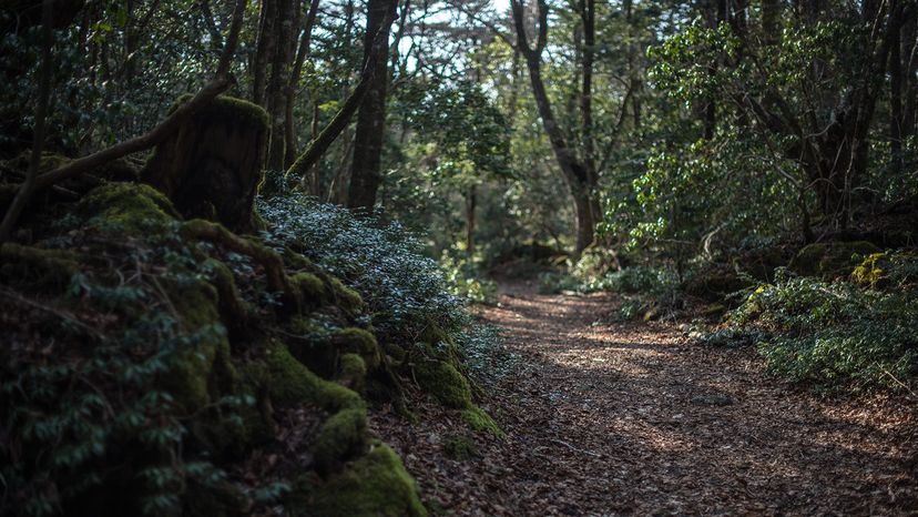 Aokigahara forest  pathway, Japan