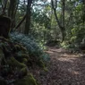 Why is Japan's Aokigahara Forest Called the 'Suicide Forest'?