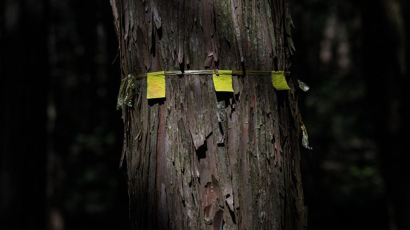 strings on trees in Aokigahara forest