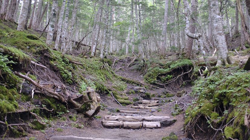 Aokigahara forest