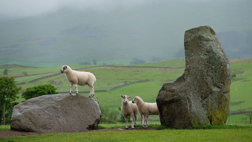 sheep at Castlerigg Stone, England