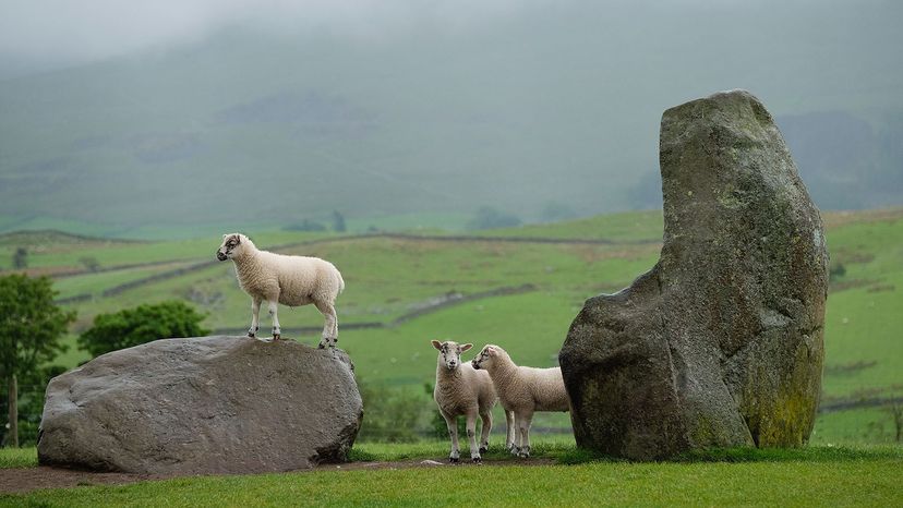 英格兰卡斯特勒格·斯通（Castlerigg Stone）的绵羊“width=