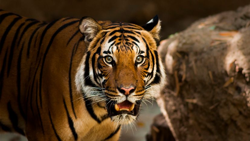 Sumatran tiger, frozen zoo