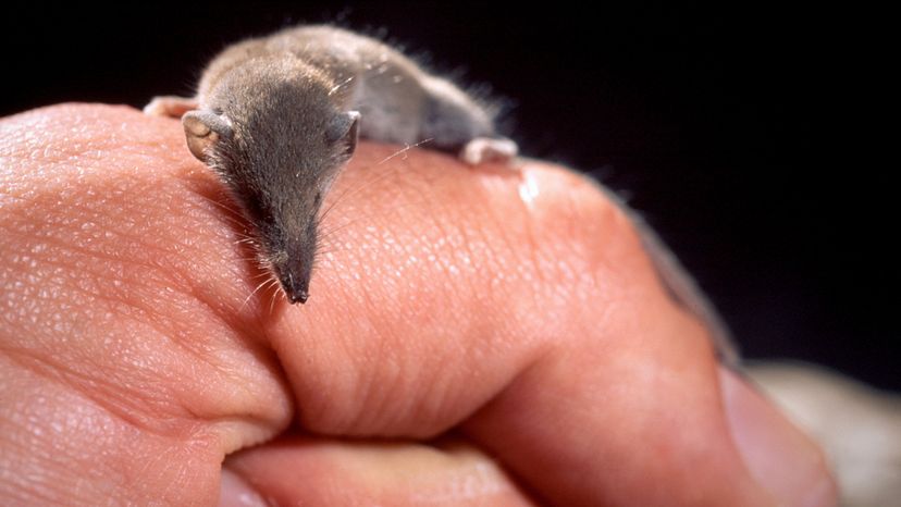 White-toothed pygmy shrew