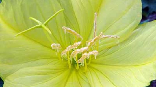 Sundrop, Evening Primrose