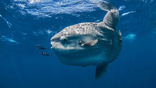 Dive Inside the Weird World of the Ocean Sunfish