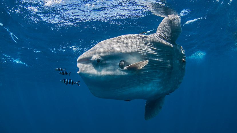 sunfish mola mola