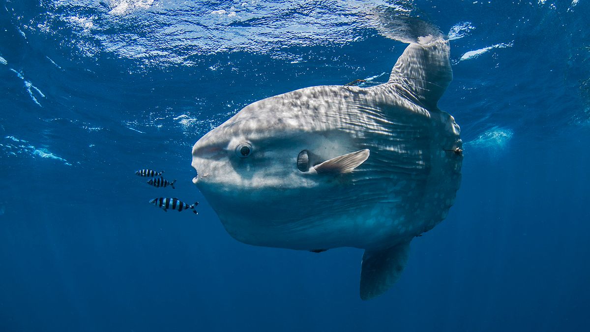 Dive Inside the Weird World of the Ocean Sunfish