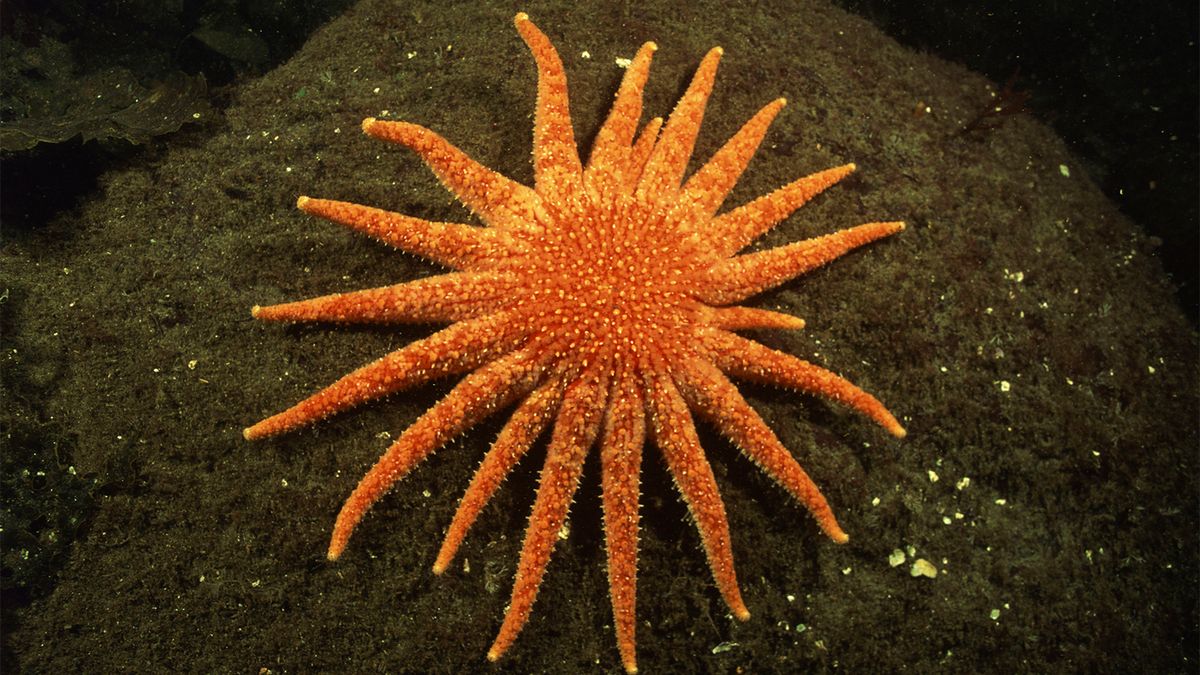 Texas State Aquarium - Happy Sea Star Sunday! Commonly known as starfish,  these unique creatures aren't fish at all, since they don't have fins,  gills, or backbones. Instead, they belong to the