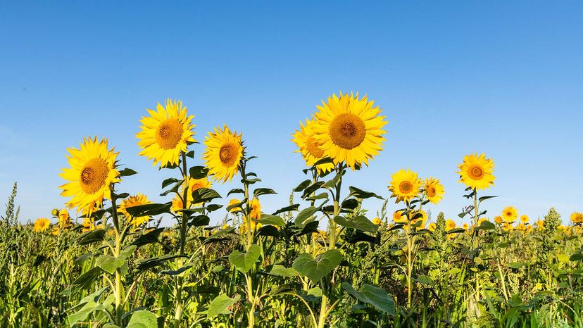 sunflowers