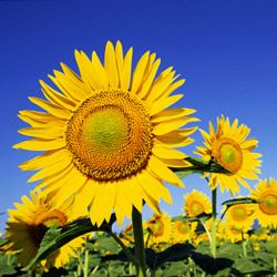 Field of sunflowers