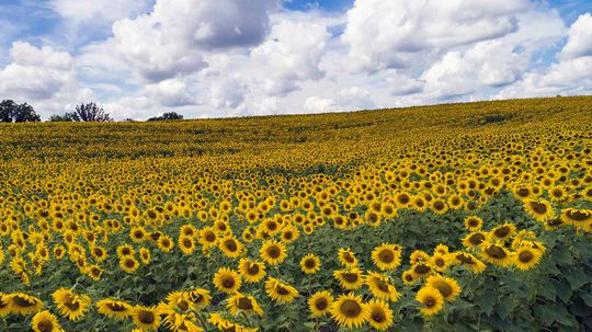 Sunflowers Really Do Follow the Sun and 9 Other Dazzling Facts