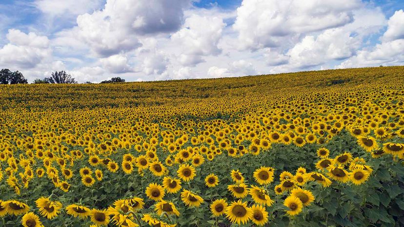 sunflowers