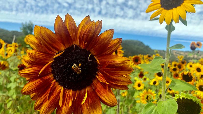 sunflowers