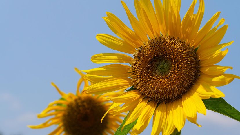 sunflowers