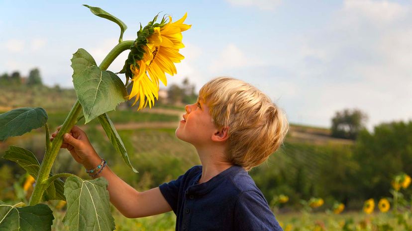 sunflowers