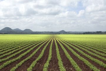 Field of crops. 