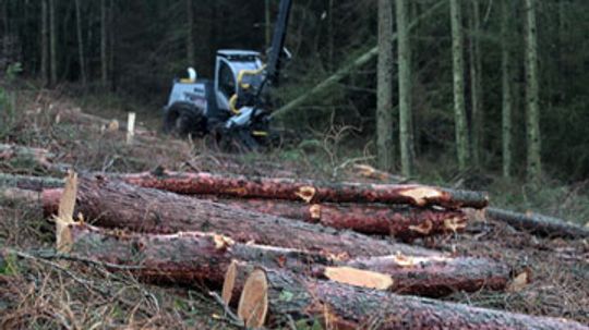 How Sustainable Forestry Works