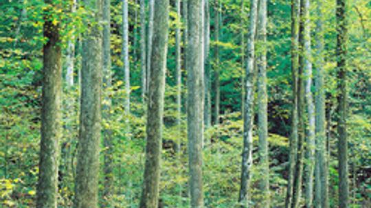 5 Sustainable Hardwoods