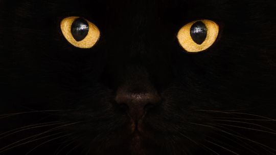 Why are people so superstitious about cats?