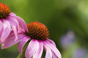 If you've never heard someone singing the praises of echinacea as a cold remedy, you might be the only one.