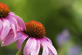 If you’ve never heard someone singing the praises of echinacea as a cold remedy, you might be the only one.