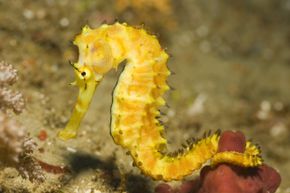 seahorse